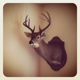 stevew's Avatar